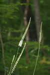 Black bugbane <BR>Black cohosh